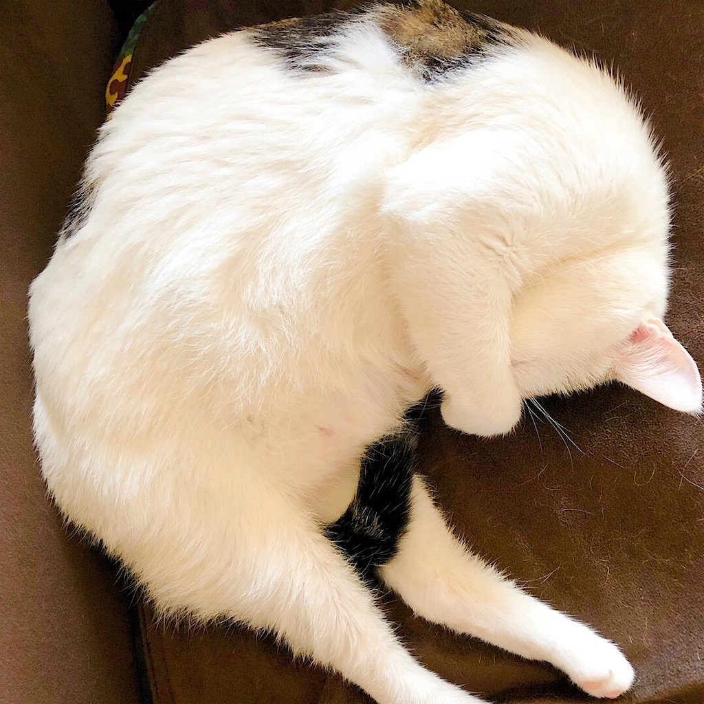 f:id:mitsume_tobesimple:20190702190826j:image