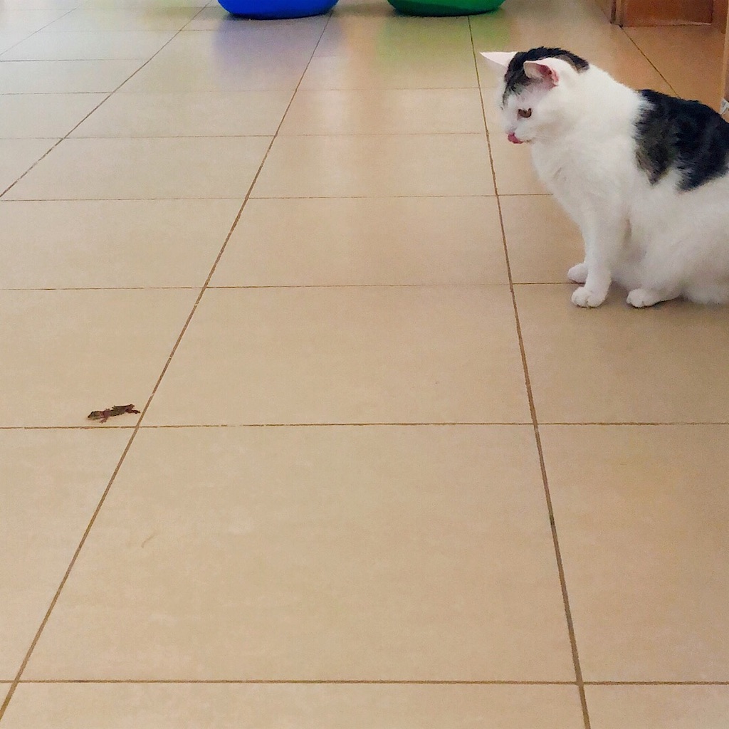 f:id:mitsume_tobesimple:20190702191653j:image