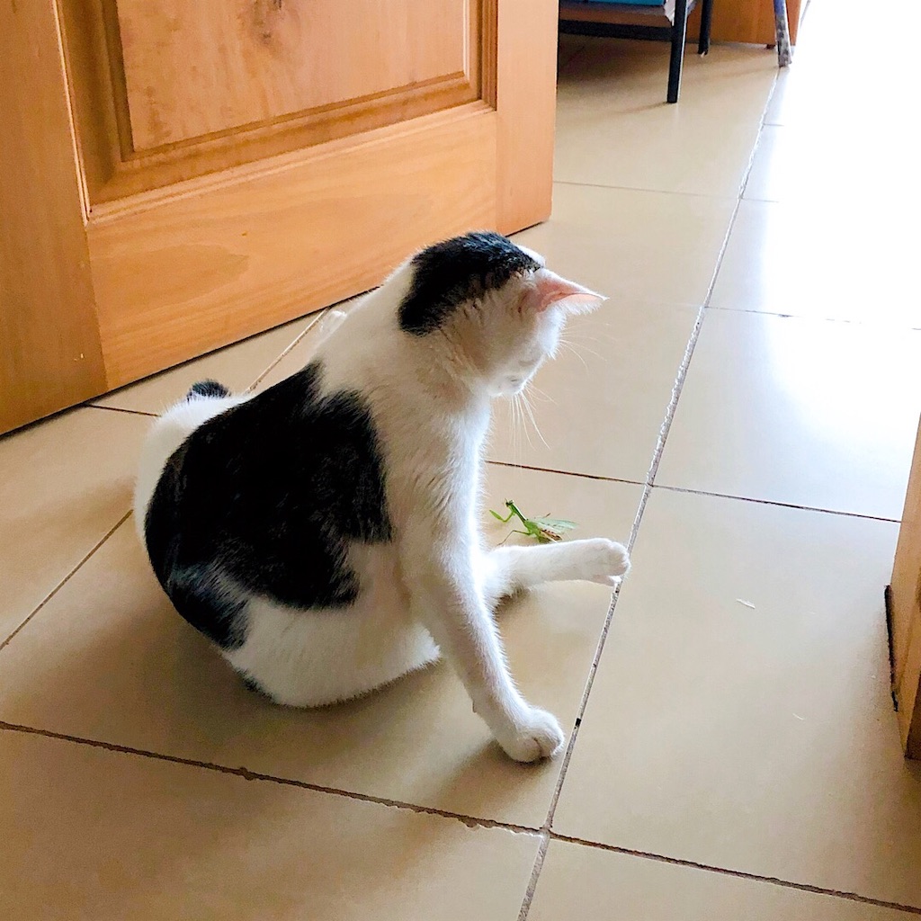 f:id:mitsume_tobesimple:20190702192012j:image