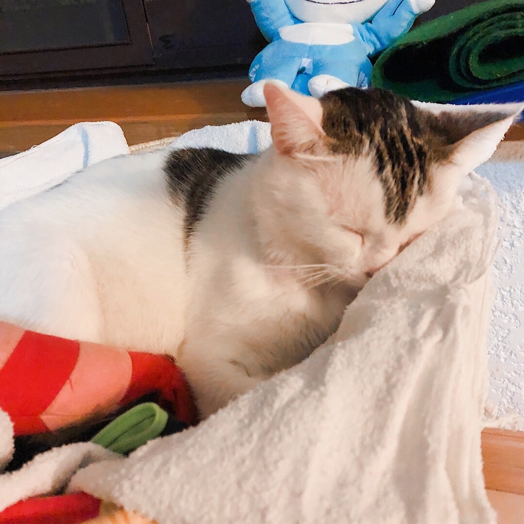 f:id:mitsume_tobesimple:20190714160444j:image