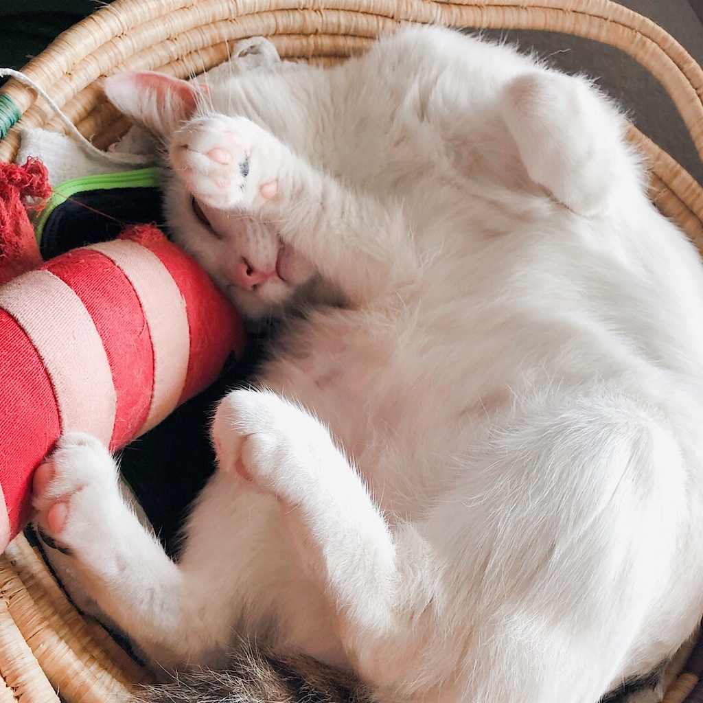 f:id:mitsume_tobesimple:20190714160721j:image