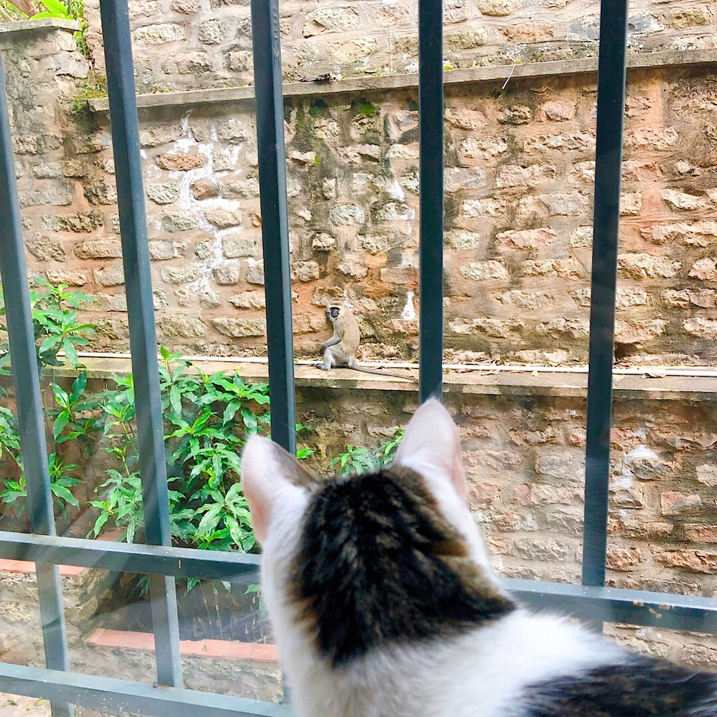 f:id:mitsume_tobesimple:20190726183959j:image f:id:mitsume_tobesimple:20190726183959j:image