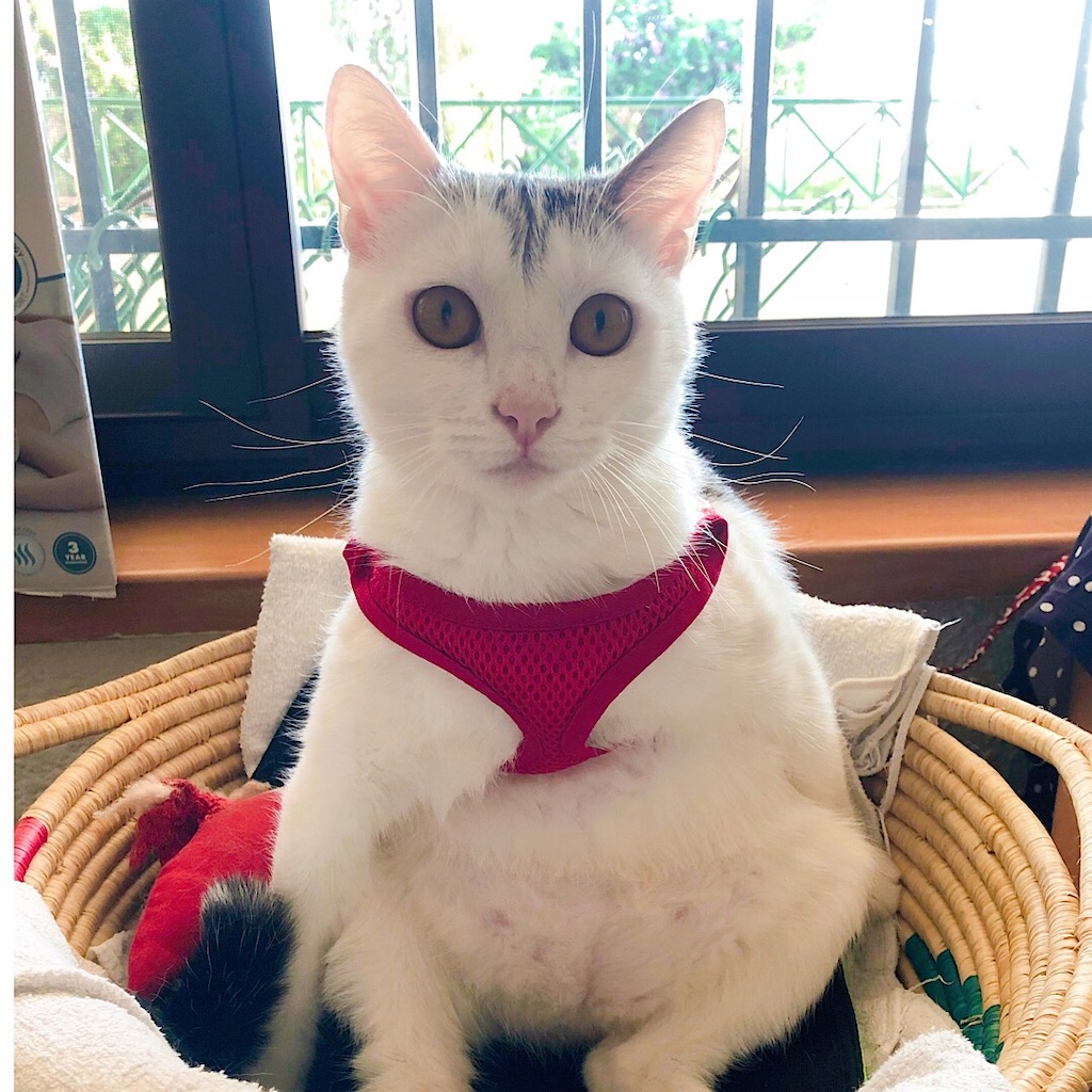 f:id:mitsume_tobesimple:20190805220341j:image f:id:mitsume_tobesimple:20190805220341j:image