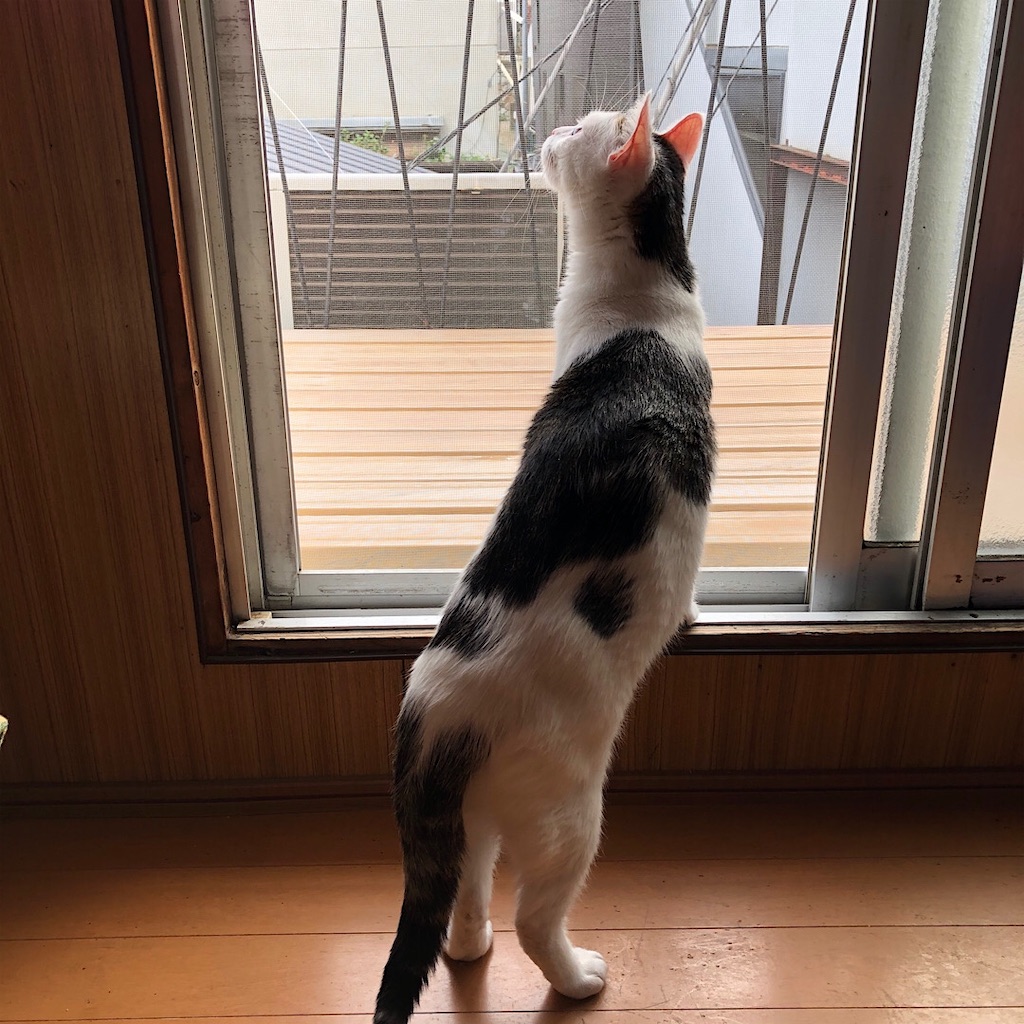 f:id:mitsume_tobesimple:20191101162249j:image f:id:mitsume_tobesimple:20191101162249j:image