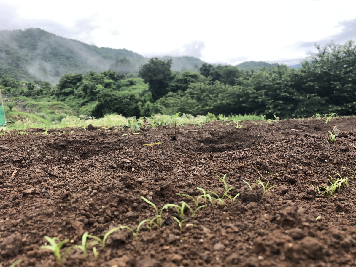 f:id:mitsumono:20200701214350j:plain f:id:mitsumono:20200701214350j:plain