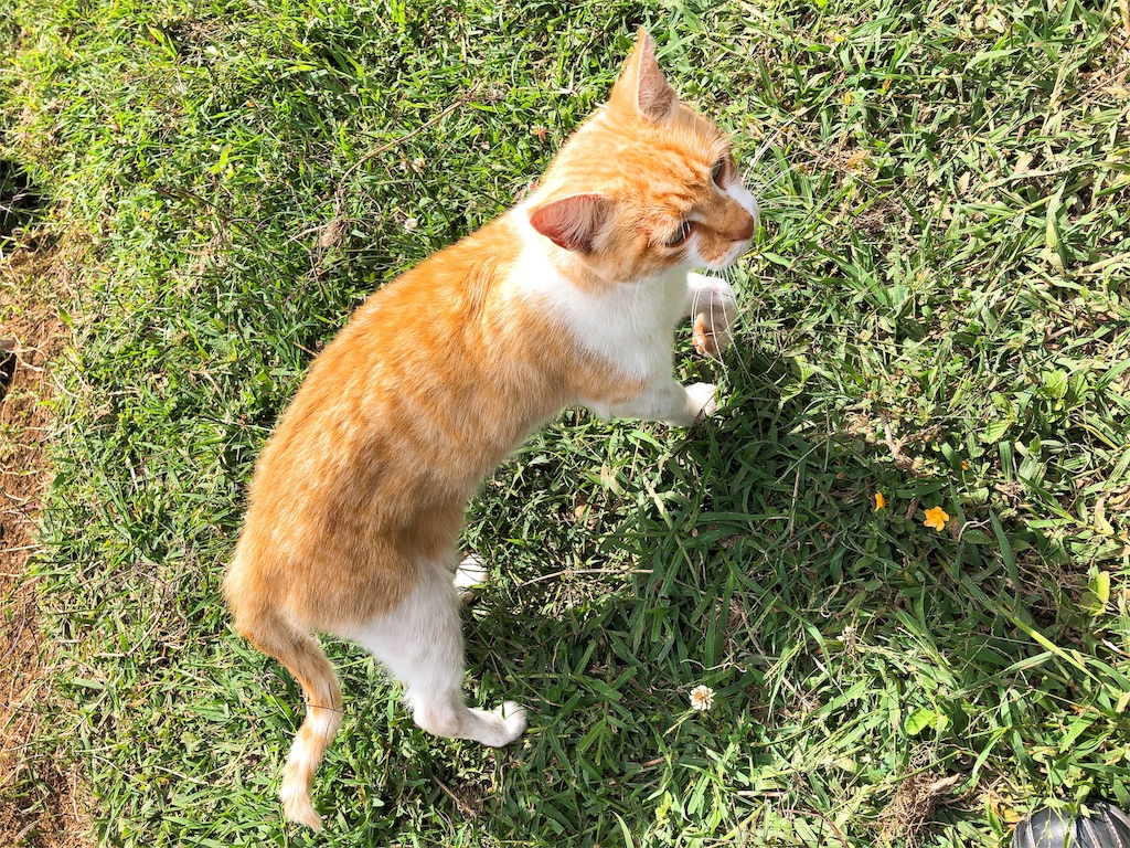 f:id:mitsurutui:20190412144515j:image f:id:mitsurutui:20190412144515j:image