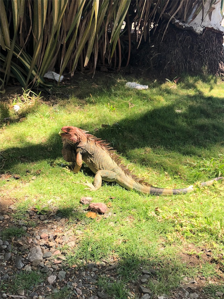 f:id:mitsurutui:20190412145912j:image f:id:mitsurutui:20190412145912j:image