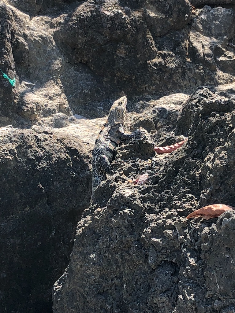f:id:mitsurutui:20190412150027j:image f:id:mitsurutui:20190412150027j:image