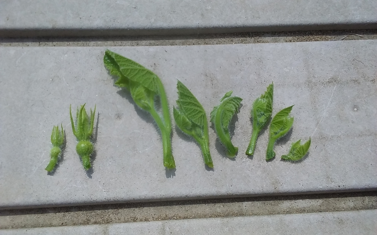 f:id:mituki2461:20200603132518j:plain f:id:mituki2461:20200603132518j:plain