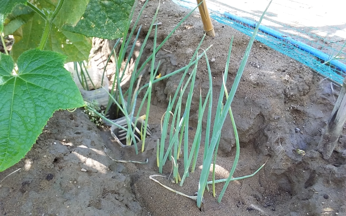 f:id:mituki2461:20200708203739j:plain