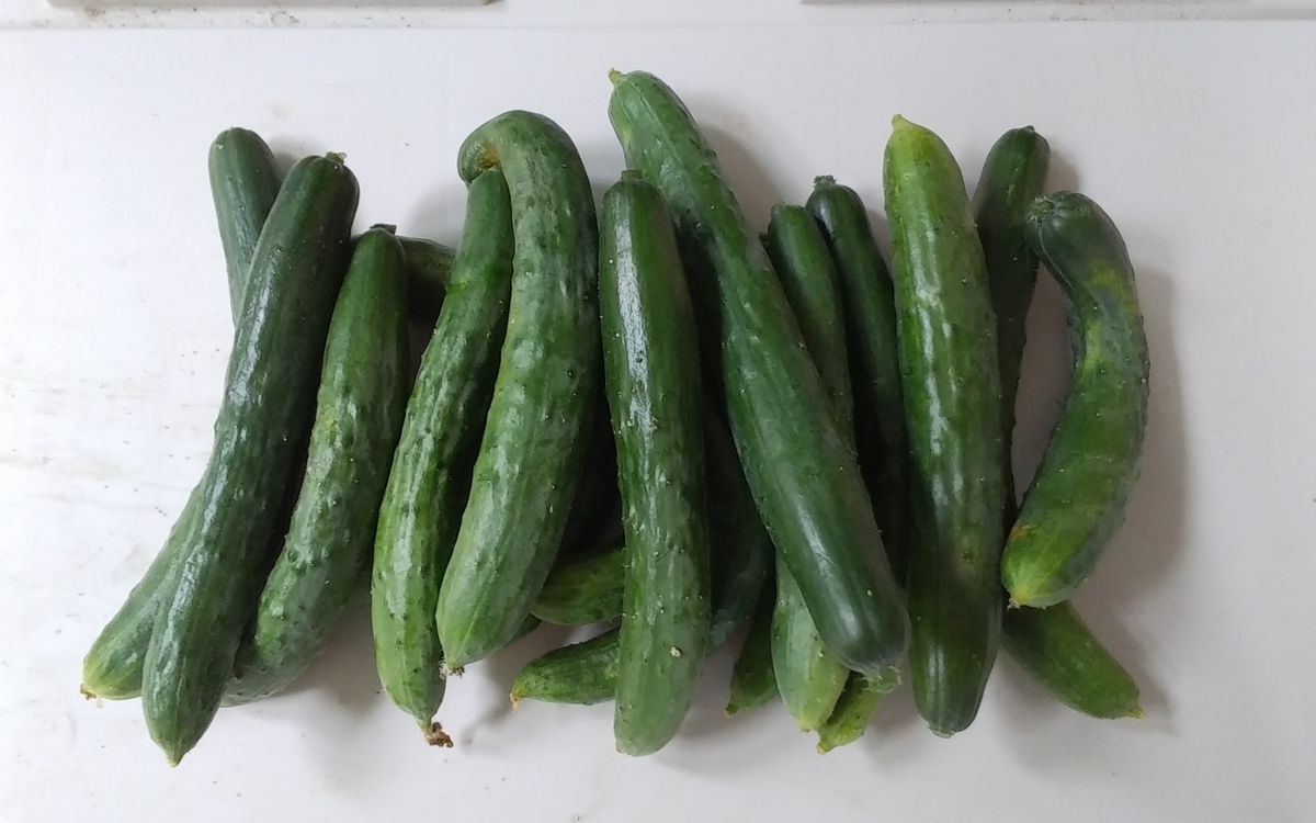 f:id:mituki2461:20200708205212j:plain