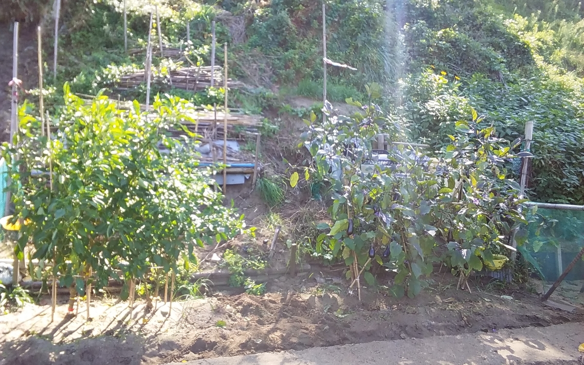 f:id:mituki2461:20201014132225j:plain