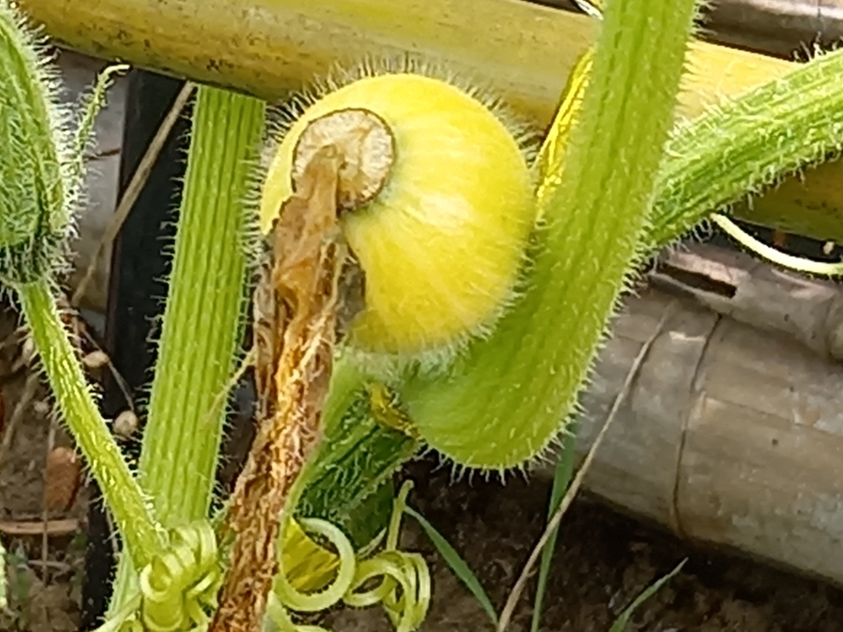 f:id:mituki2461:20210620175111j:plain