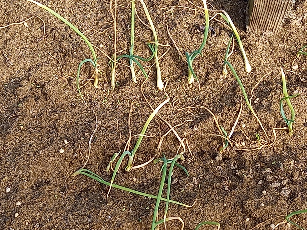 f:id:mituki2461:20211103115038j:plain