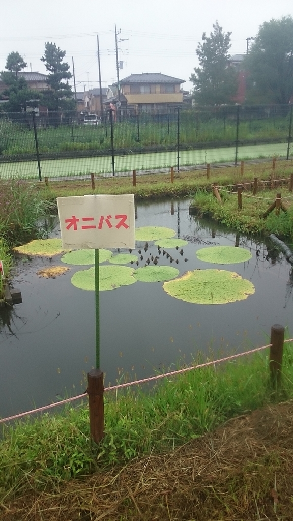 f:id:mitukunkun:20180928121213j:plain f:id:mitukunkun:20180928121213j:plain