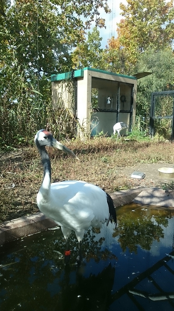 f:id:mitukunkun:20190108105410j:plain f:id:mitukunkun:20190108105410j:plain