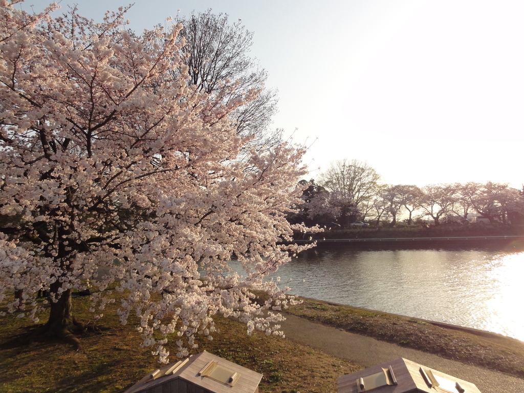 f:id:mitukunkun:20190304203353j:plain