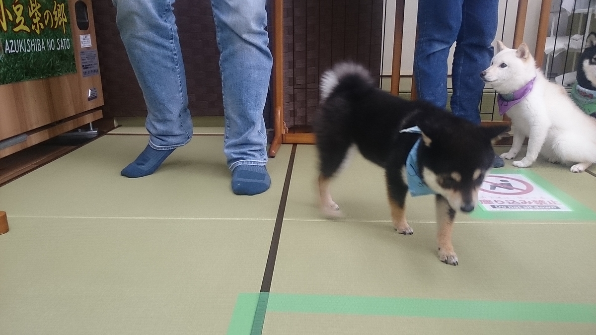 f:id:mitukunkun:20190317125327j:plain f:id:mitukunkun:20190317125327j:plain