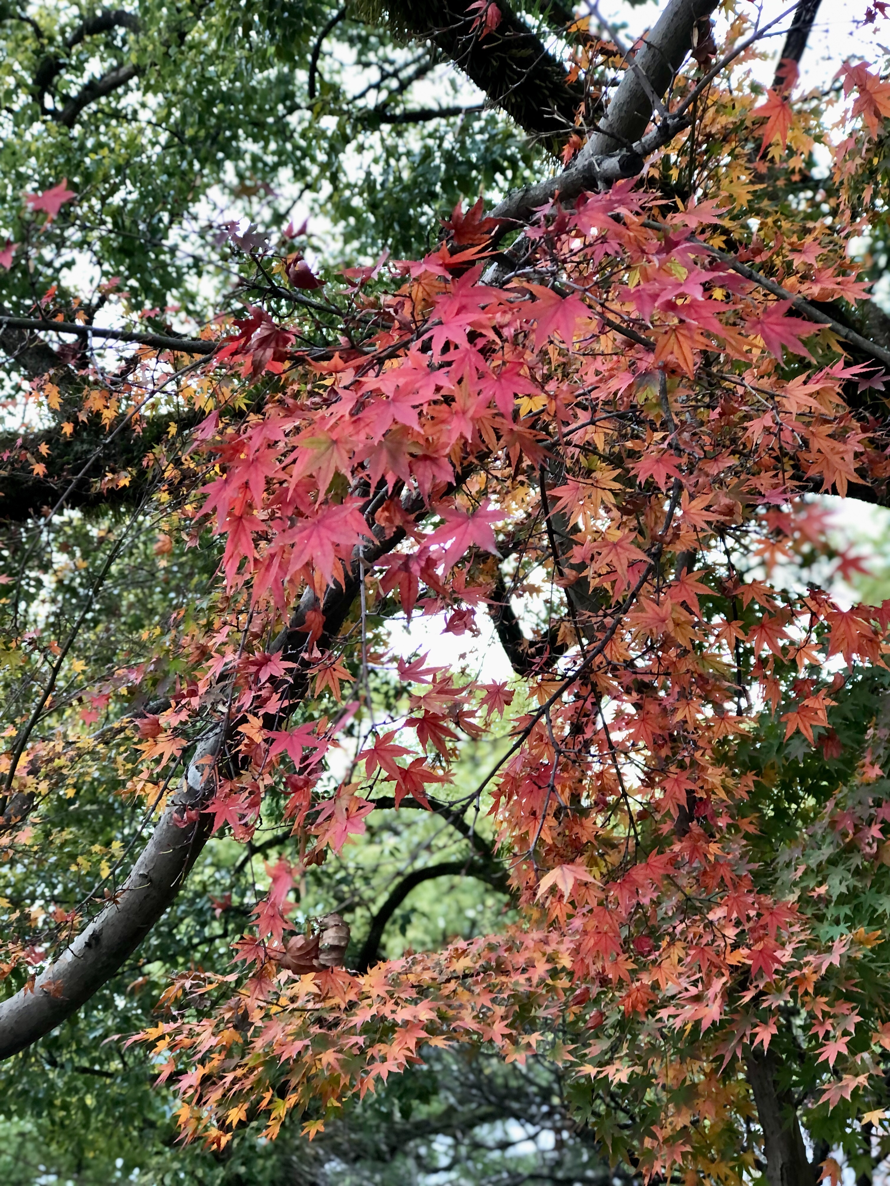 f:id:miu-ohitorisama:20221201200745j:image f:id:miu-ohitorisama:20221201200745j:image
