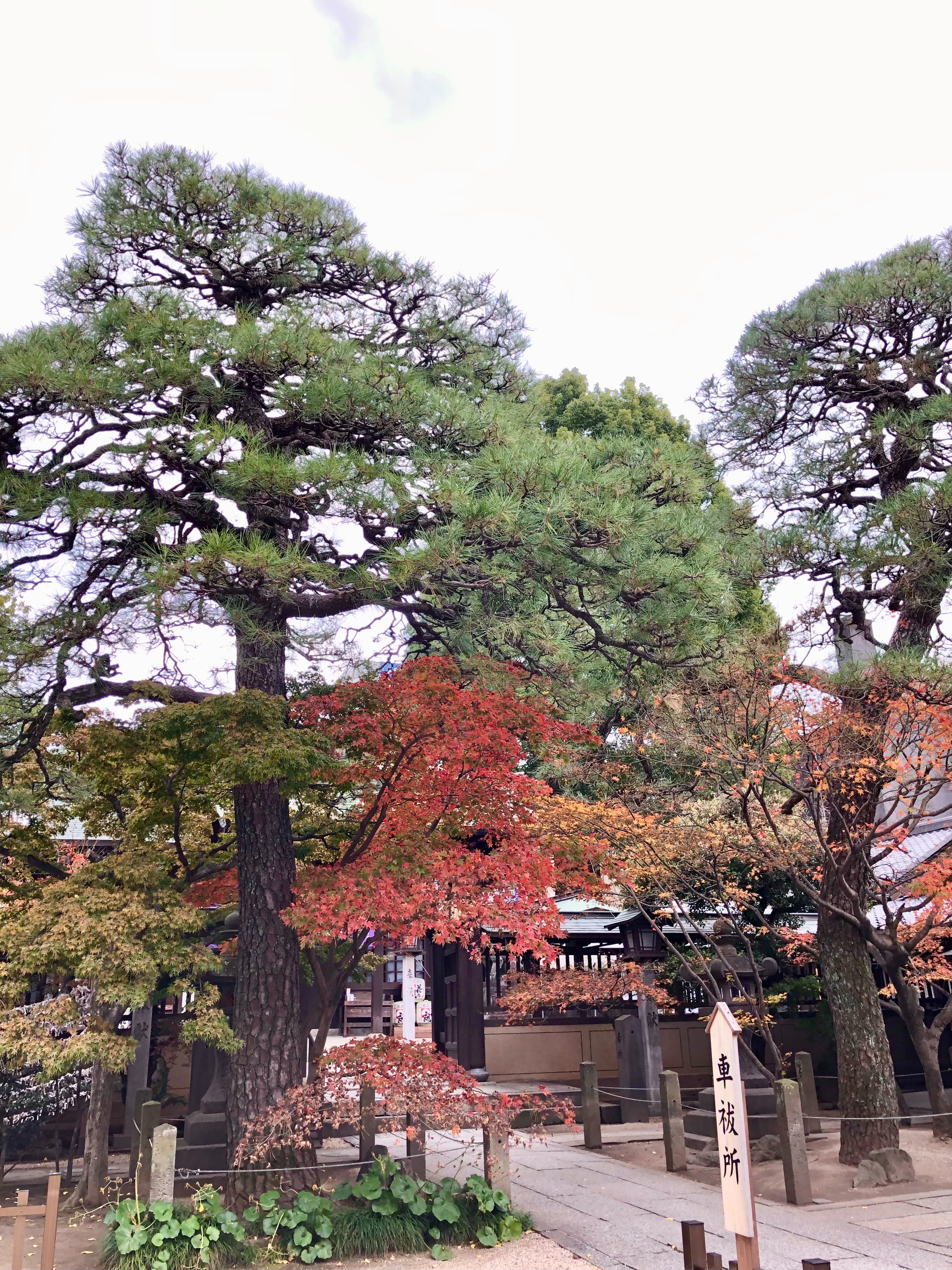 f:id:miu-ohitorisama:20221202234927j:image f:id:miu-ohitorisama:20221202234927j:image