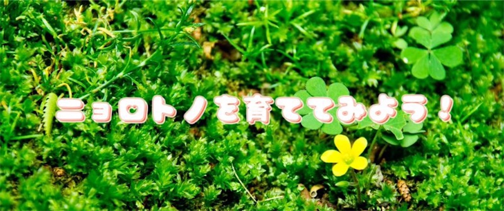 理想個体交換会ーポケモンの育成例ーニョロトノ編 みう のポケモン部屋