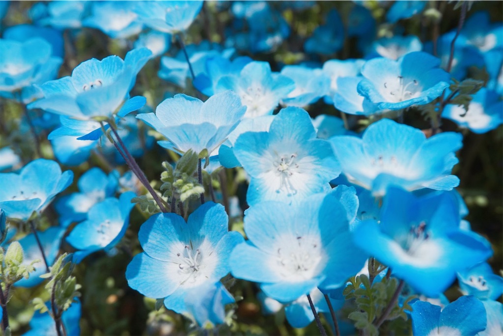 f:id:miumikai:20190521170636j:image f:id:miumikai:20190521170636j:image