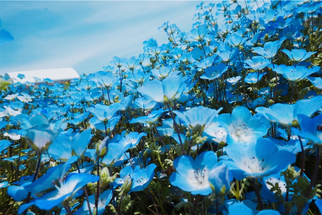 f:id:miumikai:20190521171751j:image f:id:miumikai:20190521171751j:image