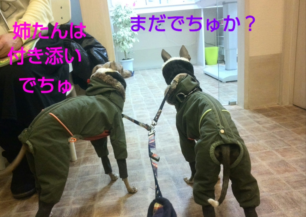 f:id:mivamaro:20170302101243j:plain f:id:mivamaro:20170302101243j:plain