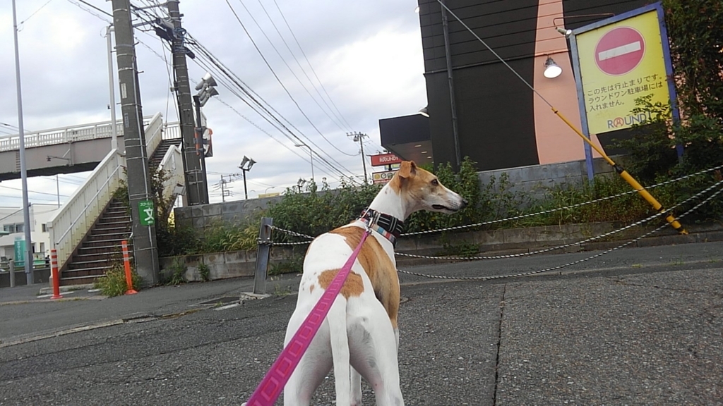 ハンナちゃん ガニ股でトボトボ歩く イタグレえみたん今日は何する