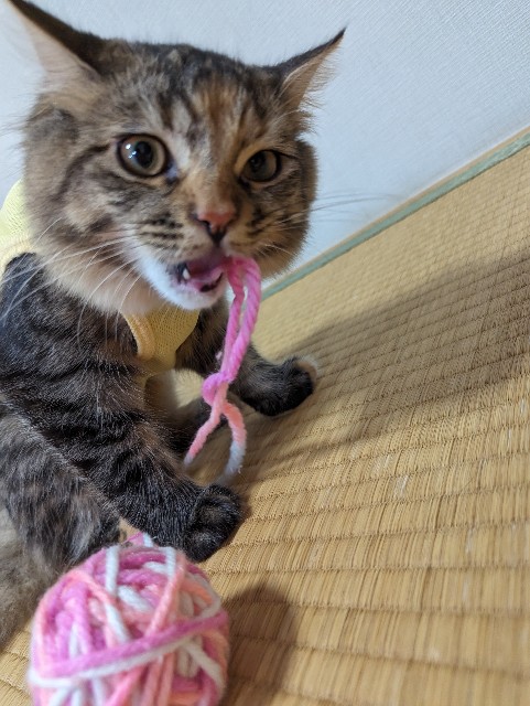f:id:miwa36921:20230817114038j:image f:id:miwa36921:20230817114038j:image
