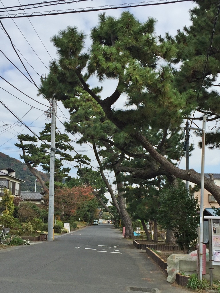f:id:miwa3k:20161128204900j:plain