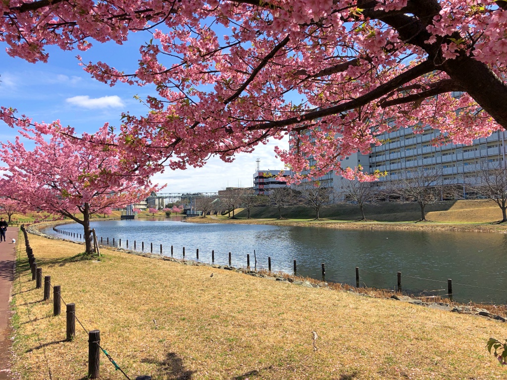 旧中川：荒川ロックゲートから木下川水門、河津桜を添えて