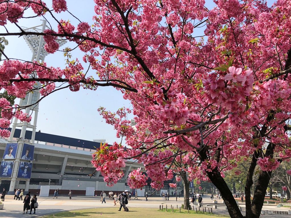 f:id:miwa3k:20180329155031j:plain