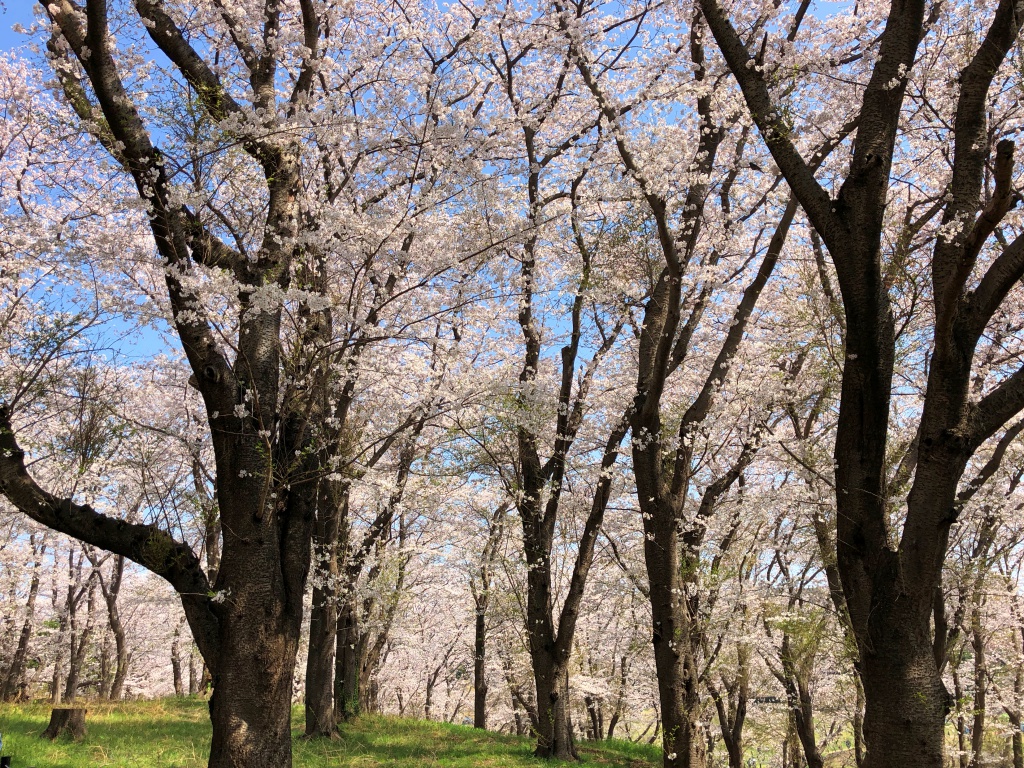 f:id:miwa3k:20180407131751j:plain f:id:miwa3k:20180407131751j:plain