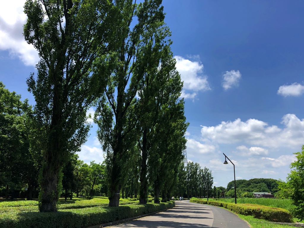 f:id:miwa3k:20180610154649j:plain