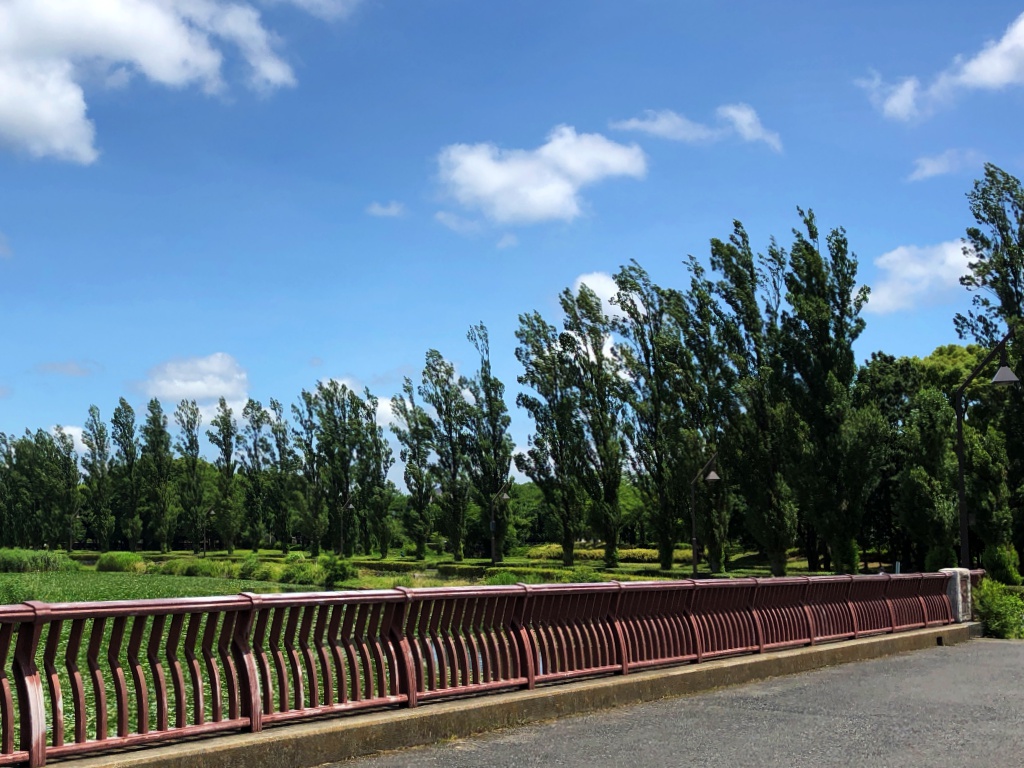 f:id:miwa3k:20180610154720j:plain