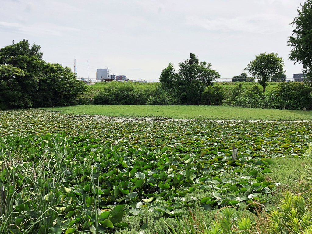 f:id:miwa3k:20180613180949j:plain f:id:miwa3k:20180613180949j:plain