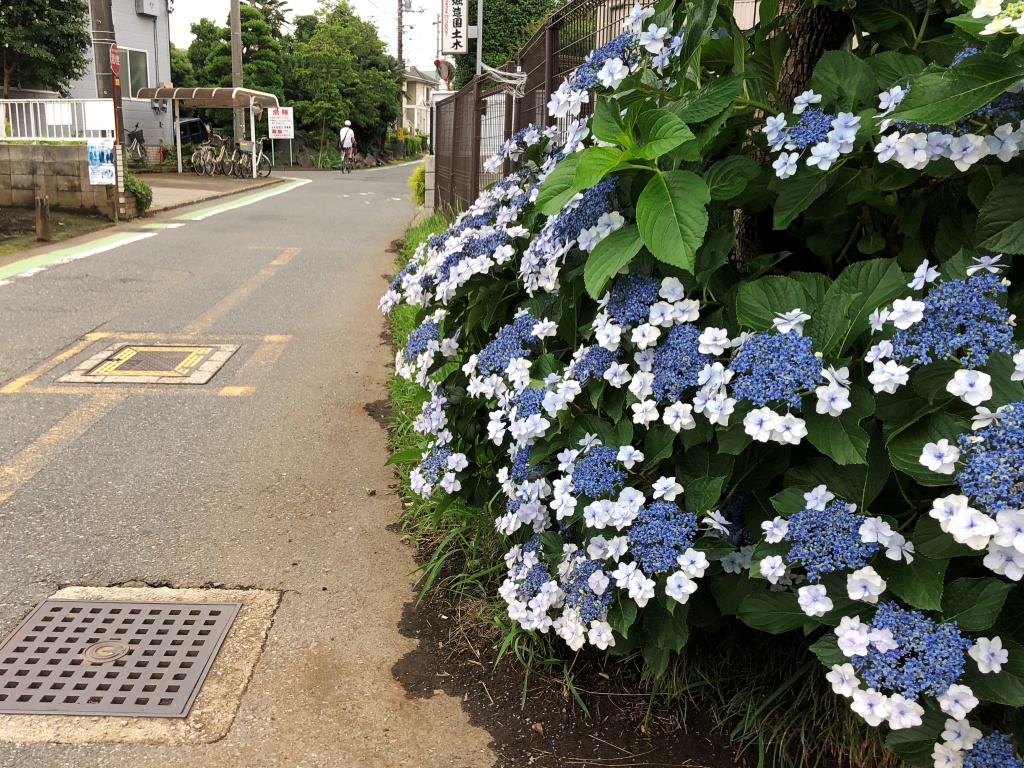 f:id:miwa3k:20180621115219j:plain