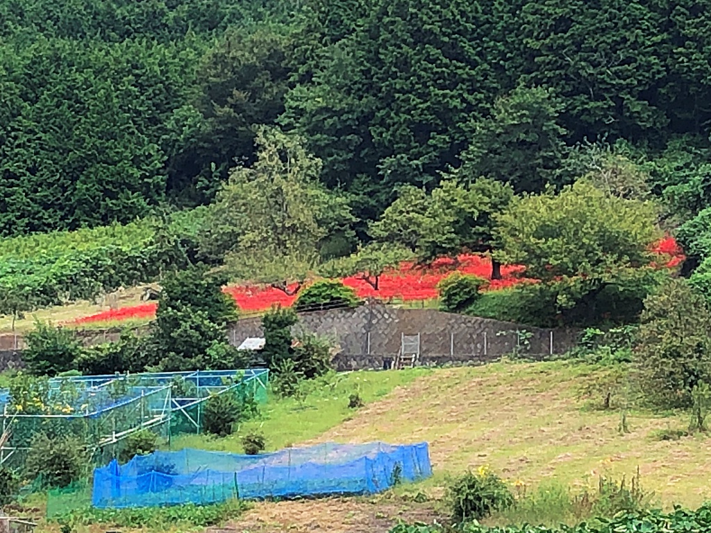 f:id:miwa3k:20181001191424j:plain
