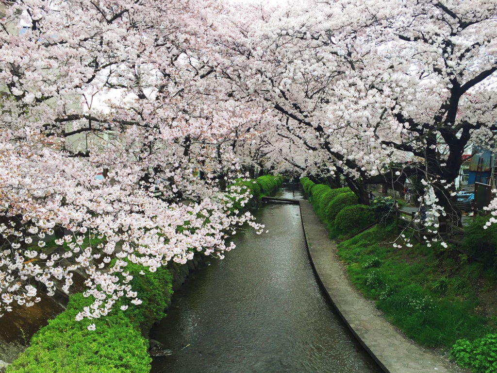 f:id:miwa3k:20190328152446j:plain