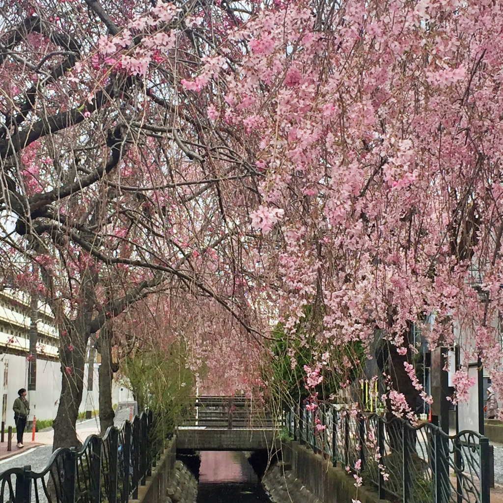 f:id:miwa3k:20190328152448j:plain
