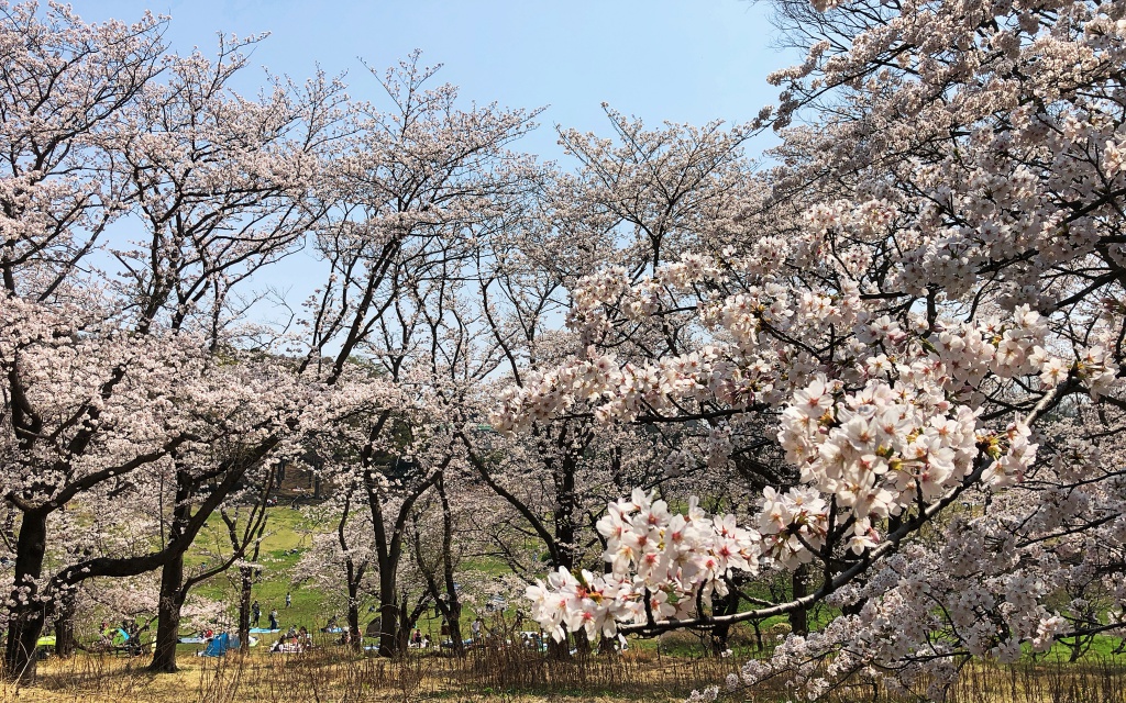 f:id:miwa3k:20190328152930j:plain