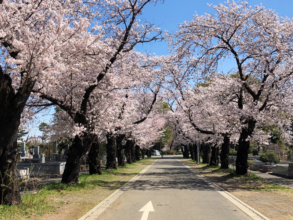 f:id:miwa3k:20190328152935j:plain