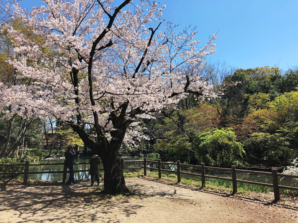 f:id:miwa3k:20190405171042j:plain