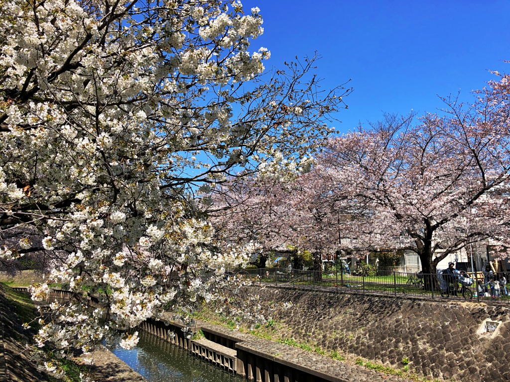 f:id:miwa3k:20190405171049j:plain
