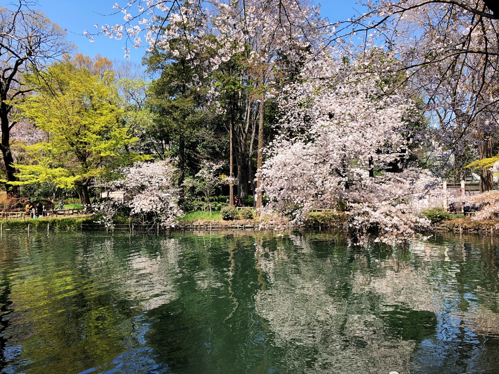 f:id:miwa3k:20190405171056j:plain