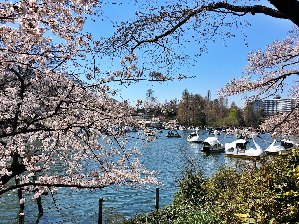 f:id:miwa3k:20190405171100j:plain
