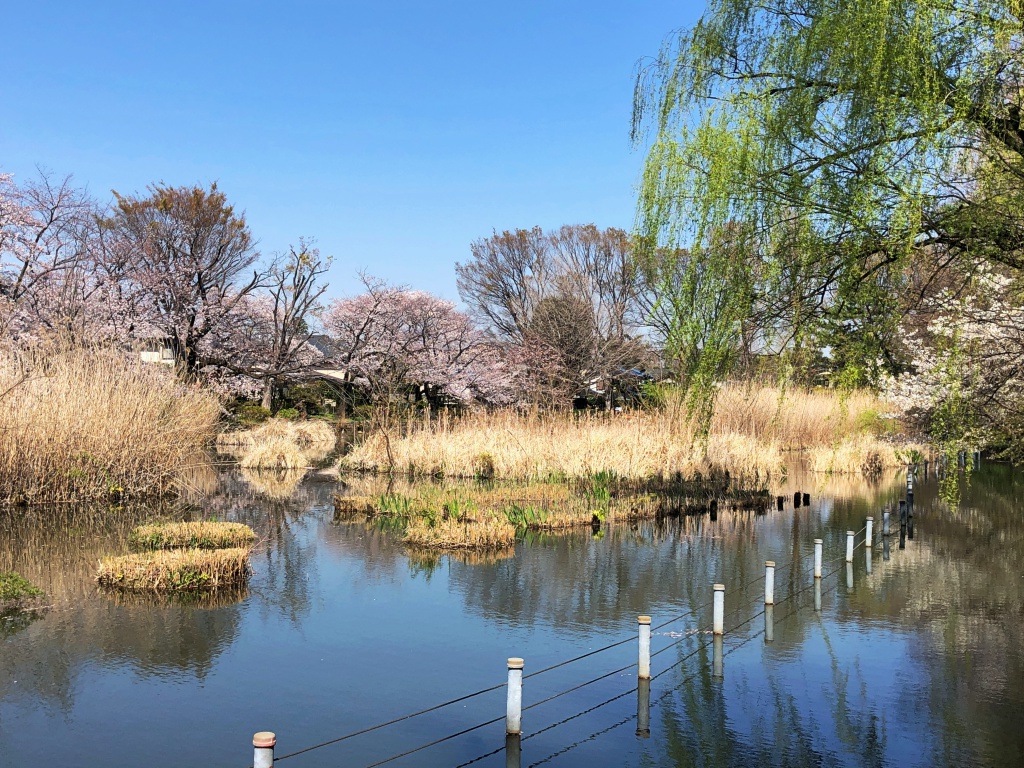 f:id:miwa3k:20190405171102j:plain