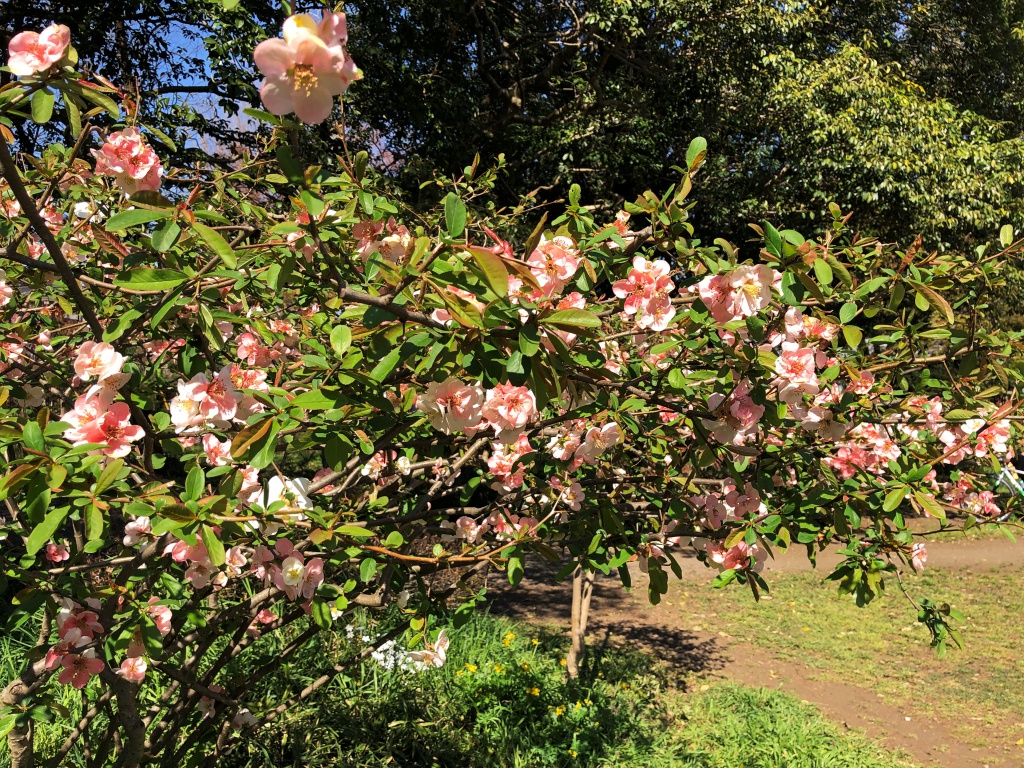 f:id:miwa3k:20190405171109j:plain
