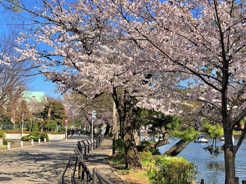 f:id:miwa3k:20190405171114j:plain